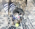 Small #3 Pomeranian