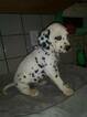 Small Photo #18 Dalmatian Puppy For Sale in DELANO, CA, USA