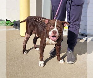 Mutt Dogs for adoption in Louisville, KY, USA