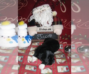 Havanese Puppy for sale in DREXEL, MO, USA