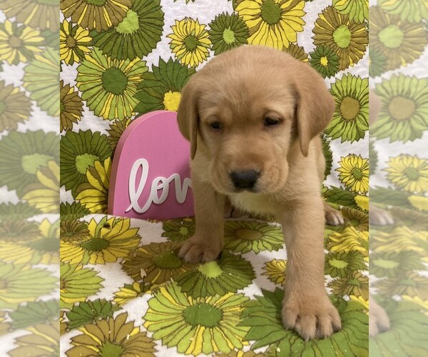 Medium Photo #6 Labrador Retriever Puppy For Sale in DALLAS, WI, USA