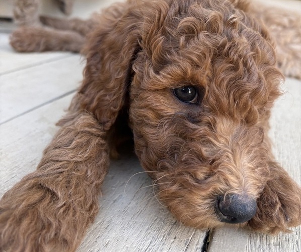 Medium Photo #4 Goldendoodle Puppy For Sale in BATTLE GROUND, WA, USA