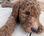Small #3 Goldendoodle