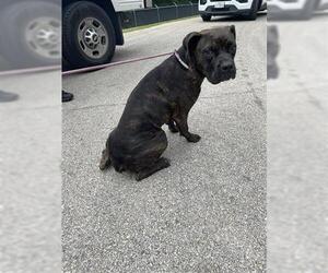 Boxer Dogs for adoption in Houston, TX, USA