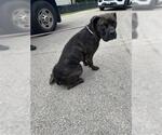 Small Boxer