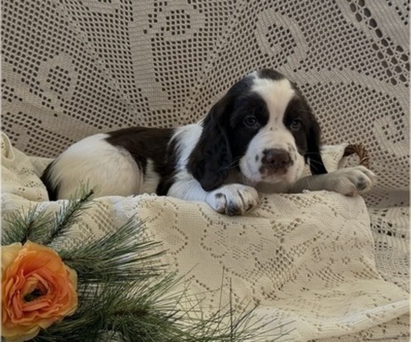 Medium Photo #2 English Springer Spaniel Puppy For Sale in OWEN, WI, USA