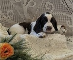 Small #1 English Springer Spaniel