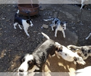 Border Collie Puppy for sale in BANDERA, TX, USA