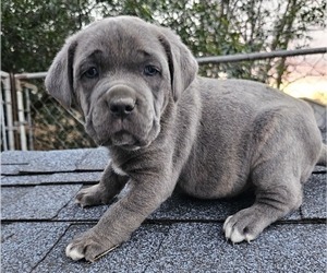 Cane Corso Puppy for sale in BIRMINGHAM, AL, USA