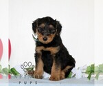 Small Airedale Terrier