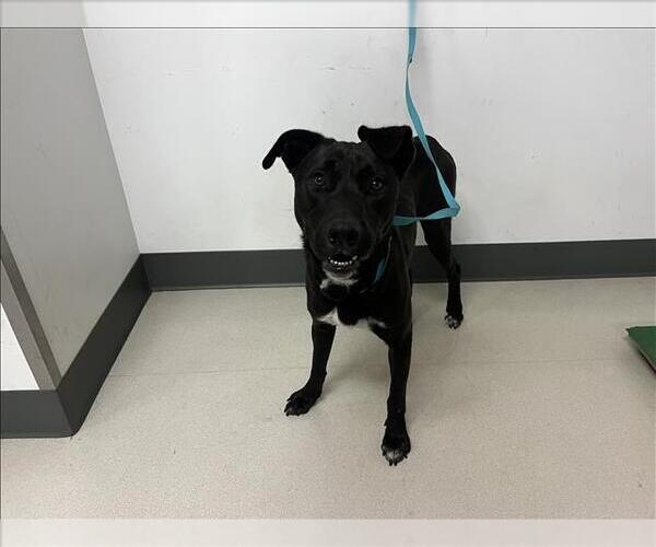 Medium Photo #1 Labrador Retriever-Unknown Mix Puppy For Sale in Corona, CA, USA