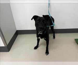 Labrador Retriever-Unknown Mix Dogs for adoption in Corona, CA, USA