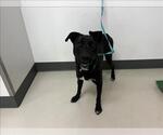 Small Labrador Retriever Mix