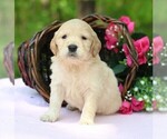 Small #4 Golden Irish