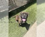 Small #2 American Pit Bull Terrier