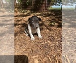 Small Photo #5 Rat Terrier Puppy For Sale in HARRISONBURG, VA, USA