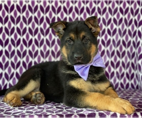 Medium Photo #3 German Shepherd Dog Puppy For Sale in CHRISTIANA, PA, USA