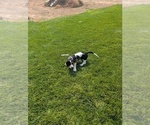 Small #17 Basset Hound