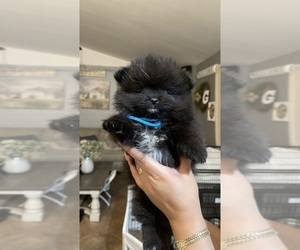 Pomeranian Puppy for Sale in MODESTO, California USA