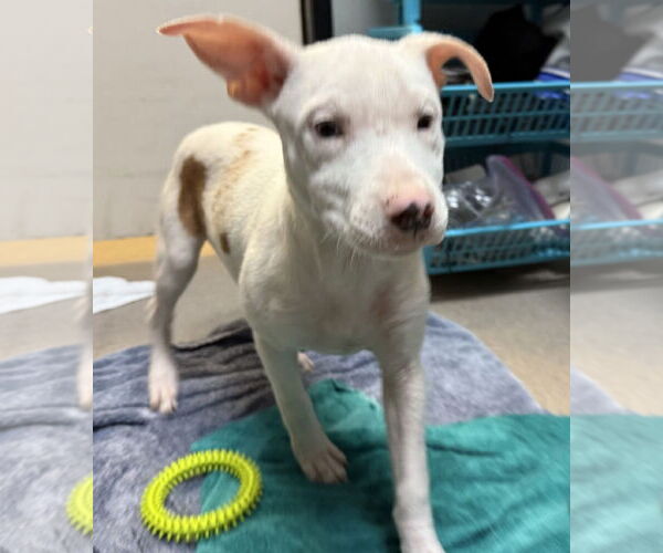 Medium Photo #5 Catahoula Leopard Dog-Unknown Mix Puppy For Sale in Sanford, FL, USA
