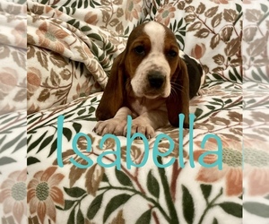 Basset Hound Puppy for Sale in VILLA RIDGE, Missouri USA