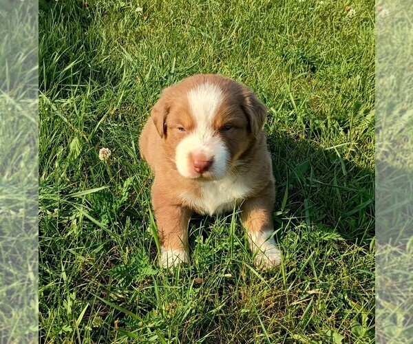 Medium Photo #1 Australian Shepherd Puppy For Sale in MARINETTE, WI, USA