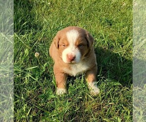 Australian Shepherd Puppy for sale in MARINETTE, WI, USA