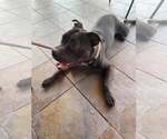 Small #48 American Pit Bull Terrier Mix