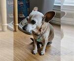 Small #1 Dachshund