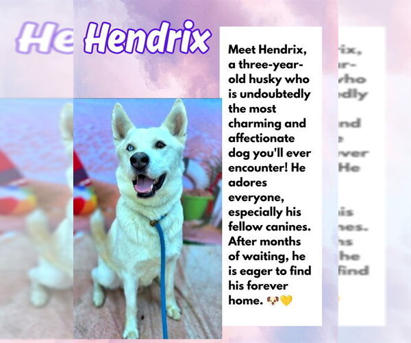 Medium Photo #2 Siberian Husky Puppy For Sale in Rancho Cucamonga, CA, USA