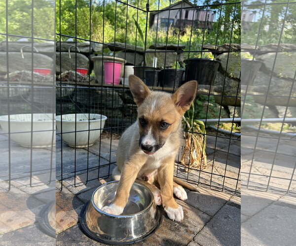 Medium Photo #2 Mutt Puppy For Sale in Garden City, NY, USA