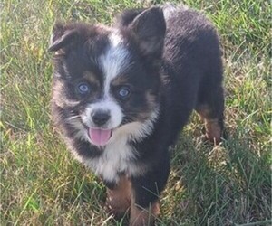 Miniature Australian Shepherd Puppy for Sale in MILTON, Wisconsin USA