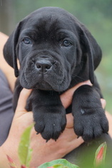 Cane Corso Puppy for sale in LOXAHATCHEE, FL, USA