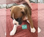 Puppy Tjarks  FL4 Boxer