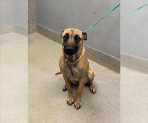 Mutt Dogs for adoption in Las Vegas, NV, USA