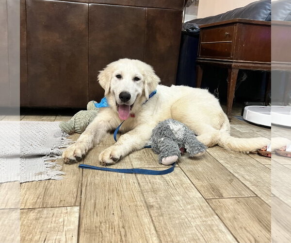Medium Photo #9 Great Pyrenees Puppy For Sale in Spring, TX, USA