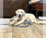 Small #8 Great Pyrenees