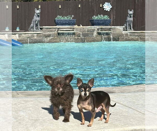 Medium Photo #3 Mutt Puppy For Sale in Boonton, NJ, USA