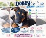 Dobby - Male Labrador Retriever-Unknown Mix Dog for Adoption - Small photo