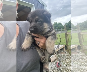 German Shepherd Dog Puppy for sale in SPRINGVILLE, IN, USA