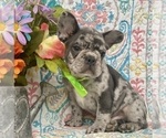 Small Photo #4 French Bulldog Puppy For Sale in RISING SUN, MD, USA
