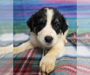 Border Collie-Great Pyrenees Mix Dogs for adoption in Lakewood, CO, USA