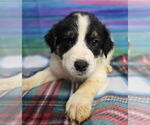 Small Border Collie-Great Pyrenees Mix