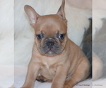 Small Photo #24 French Bulldog Puppy For Sale in WINNSBORO, TX, USA