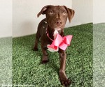 Small #6 American Pit Bull Terrier-Chocolate Labrador retriever Mix