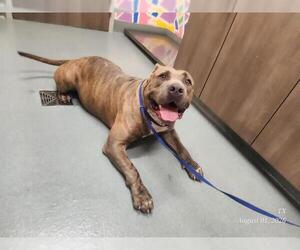 American Pit Bull Terrier Dogs for adoption in Baytown, TX, USA