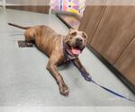 Small American Pit Bull Terrier