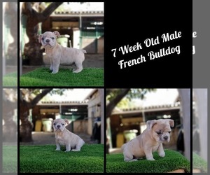 French Bulldog Puppy for sale in GLASSELL, CA, USA