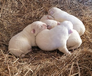 Great Pyrenees Puppy for sale in MARTIN, GA, USA