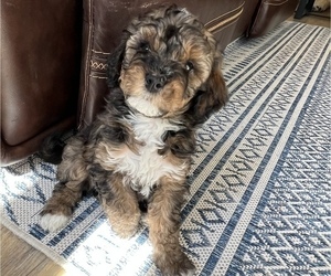 Aussiedoodle Puppy for sale in BOISE, ID, USA